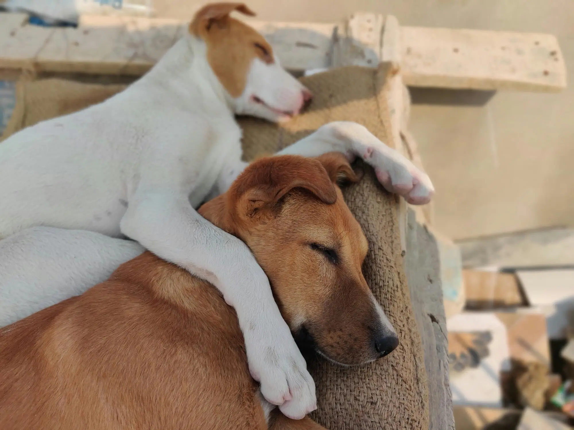 Difference Between Service, Emotional Support Animals and Pets: A Guide for Sarasota Landlords